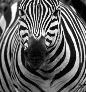 Zebra_in_black_and_white